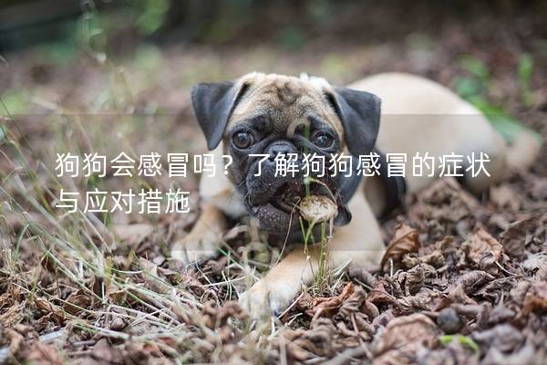 狗狗会感冒吗？了解狗狗感冒的症状与应对措施