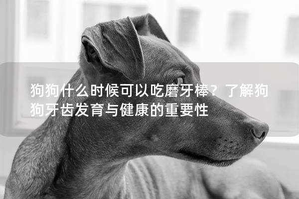 狗狗什么时候可以吃磨牙棒？了解狗狗牙齿发育与健康的重要性