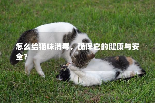 怎么给猫咪消毒，确保它的健康与安全？