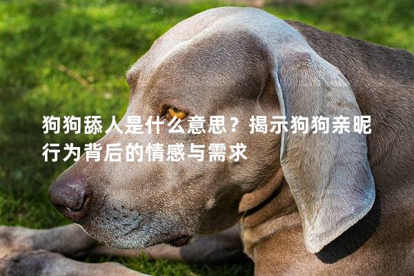 狗狗舔人是什么意思？揭示狗狗亲昵行为背后的情感与需求