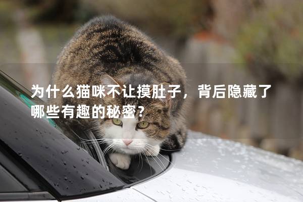 为什么猫咪不让摸肚子，背后隐藏了哪些有趣的秘密？