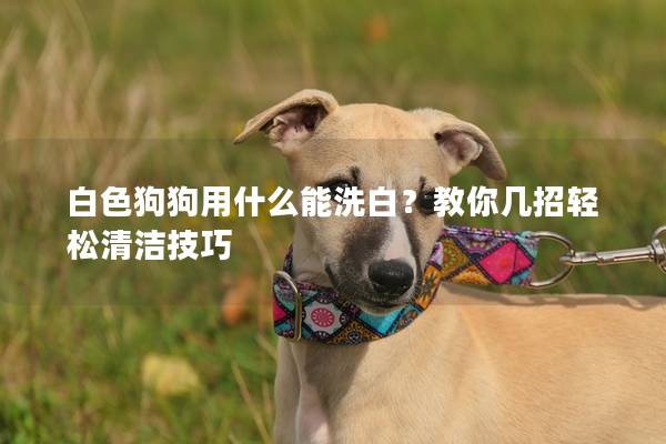 白色狗狗用什么能洗白？教你几招轻松清洁技巧