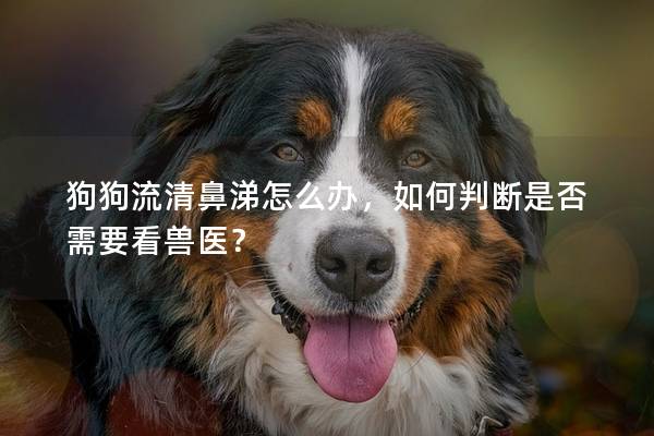 狗狗流清鼻涕怎么办，如何判断是否需要看兽医？