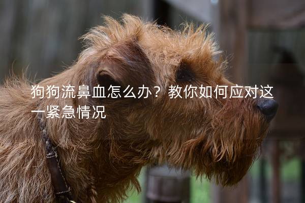 狗狗流鼻血怎么办？教你如何应对这一紧急情况