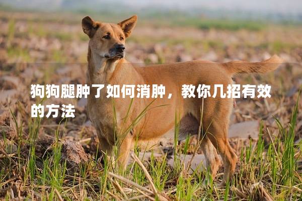 狗狗腿肿了如何消肿，教你几招有效的方法