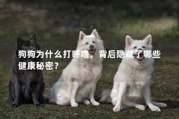 狗狗为什么打呼噜，背后隐藏了哪些健康秘密？