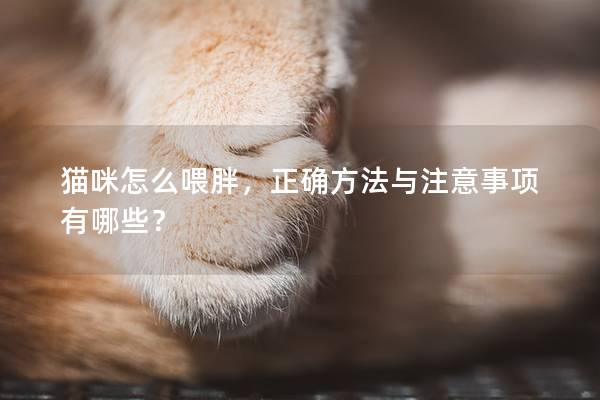 猫咪怎么喂胖，正确方法与注意事项有哪些？