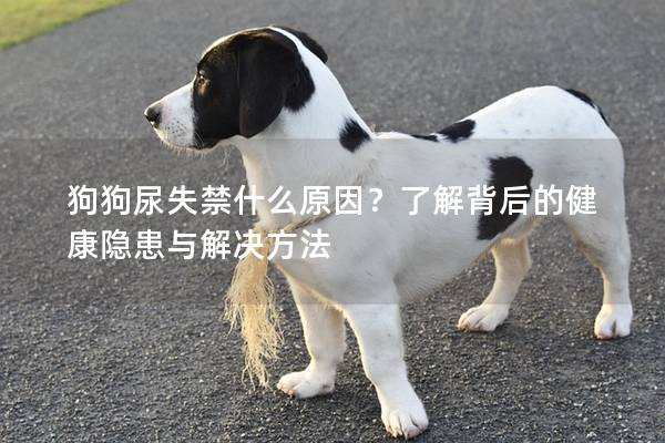 狗狗尿失禁什么原因？了解背后的健康隐患与解决方法