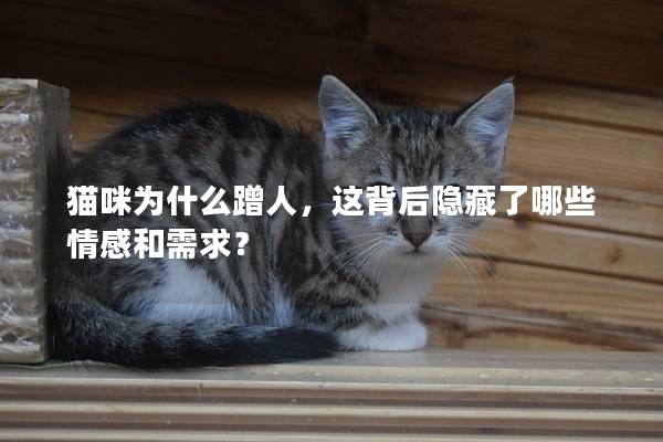 猫咪为什么蹭人，这背后隐藏了哪些情感和需求？