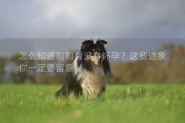 怎么知道狗狗有没有怀孕？这些迹象你一定要留意