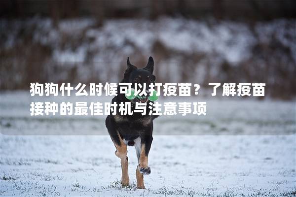 狗狗什么时候可以打疫苗？了解疫苗接种的最佳时机与注意事项