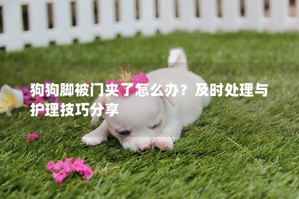 狗狗脚被门夹了怎么办？及时处理与护理技巧分享