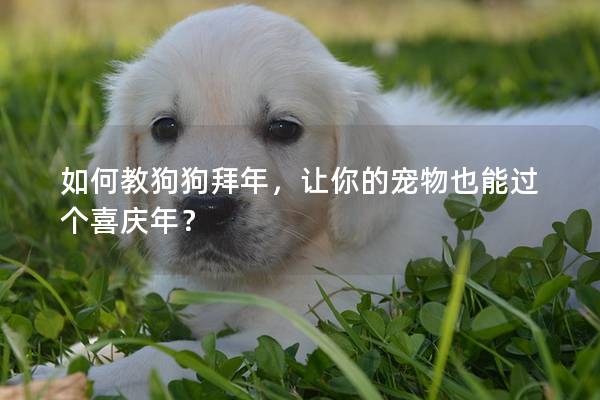 如何教狗狗拜年，让你的宠物也能过个喜庆年？
