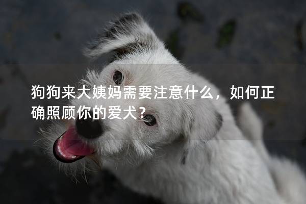狗狗来大姨妈需要注意什么，如何正确照顾你的爱犬？