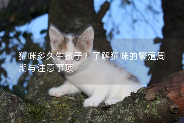 猫咪多久生孩子？了解猫咪的繁殖周期与注意事项