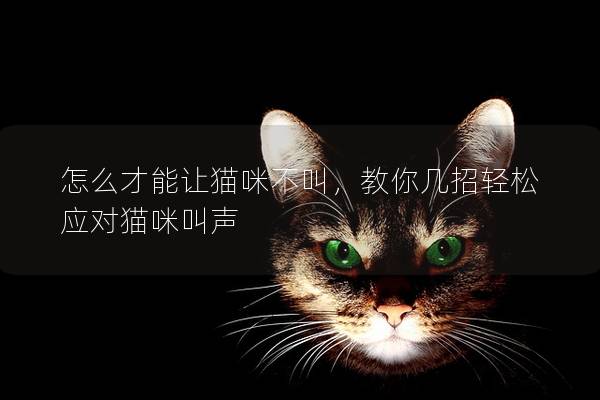 怎么才能让猫咪不叫，教你几招轻松应对猫咪叫声