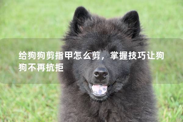 给狗狗剪指甲怎么剪，掌握技巧让狗狗不再抗拒