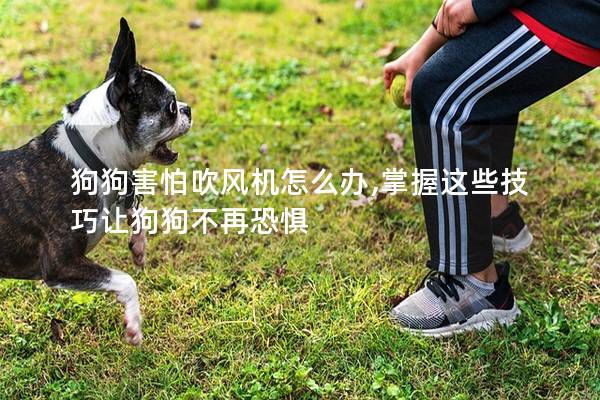 狗狗害怕吹风机怎么办,掌握这些技巧让狗狗不再恐惧