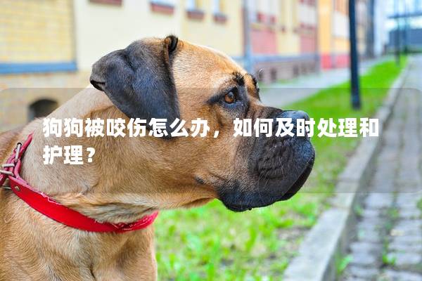 狗狗被咬伤怎么办，如何及时处理和护理？