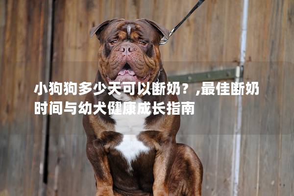 小狗狗多少天可以断奶？,最佳断奶时间与幼犬健康成长指南