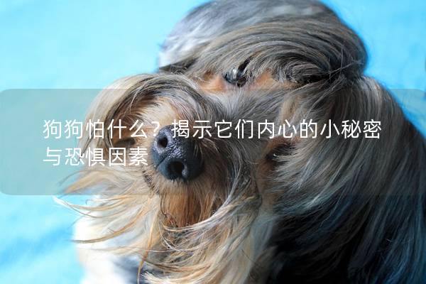 狗狗怕什么？揭示它们内心的小秘密与恐惧因素