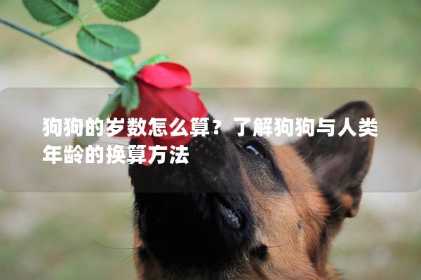 狗狗的岁数怎么算？了解狗狗与人类年龄的换算方法