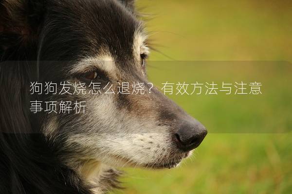 狗狗发烧怎么退烧？有效方法与注意事项解析