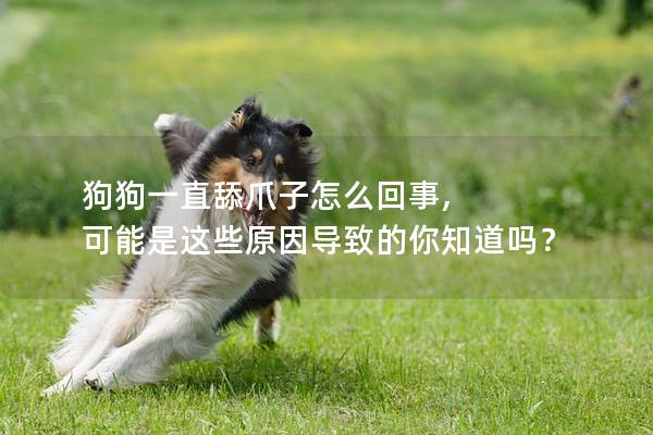 狗狗一直舔爪子怎么回事, 可能是这些原因导致的你知道吗？