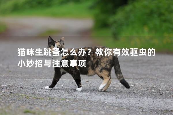 猫咪生跳蚤怎么办？教你有效驱虫的小妙招与注意事项