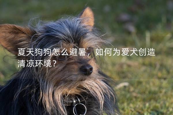 夏天狗狗怎么避暑，如何为爱犬创造清凉环境？