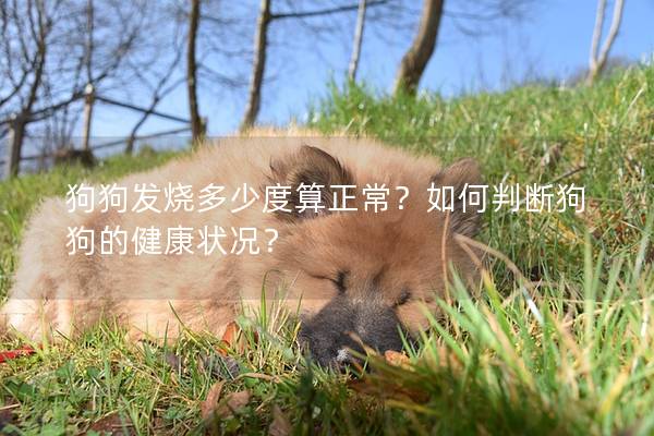 狗狗发烧多少度算正常？如何判断狗狗的健康状况？