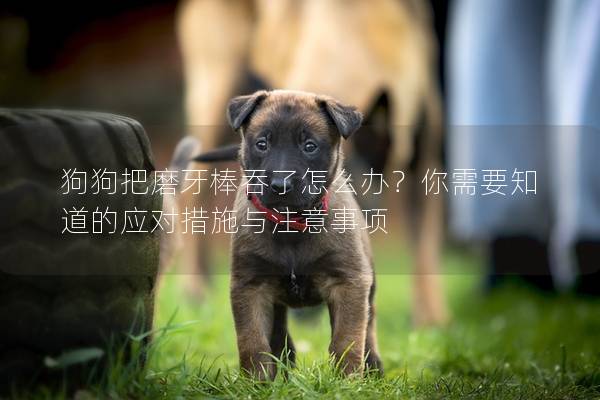 狗狗把磨牙棒吞了怎么办？你需要知道的应对措施与注意事项