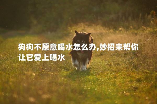 狗狗不愿意喝水怎么办,妙招来帮你让它爱上喝水