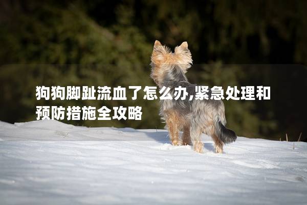 狗狗脚趾流血了怎么办,紧急处理和预防措施全攻略