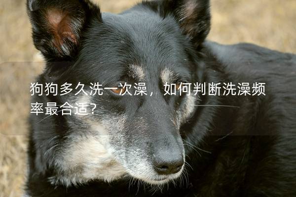 狗狗多久洗一次澡，如何判断洗澡频率最合适？