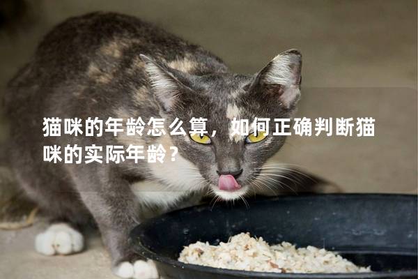 猫咪的年龄怎么算，如何正确判断猫咪的实际年龄？