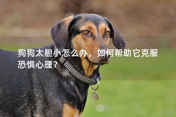 狗狗太胆小怎么办，如何帮助它克服恐惧心理？