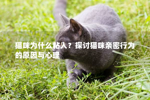 猫咪为什么粘人？探讨猫咪亲密行为的原因与心理