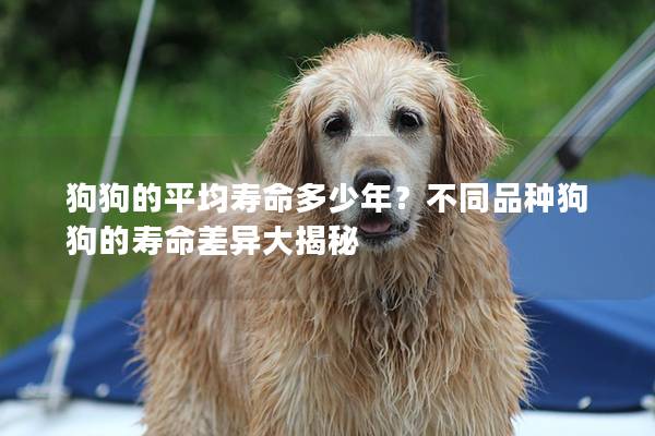 狗狗的平均寿命多少年？不同品种狗狗的寿命差异大揭秘