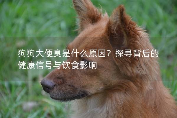 狗狗大便臭是什么原因？探寻背后的健康信号与饮食影响