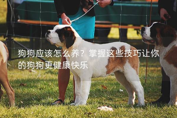狗狗应该怎么养？掌握这些技巧让你的狗狗更健康快乐