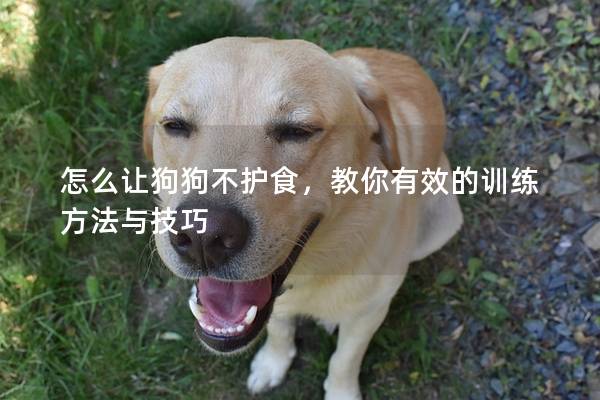 怎么让狗狗不护食，教你有效的训练方法与技巧