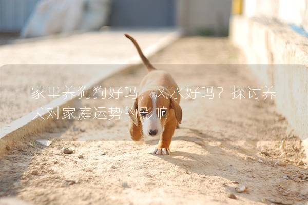 家里养狗狗好吗，风水好吗？探讨养犬对家庭运势的影响