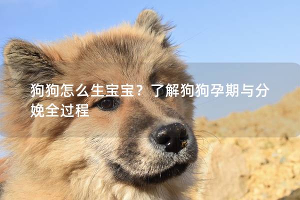 狗狗怎么生宝宝？了解狗狗孕期与分娩全过程
