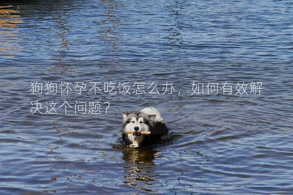 狗狗怀孕不吃饭怎么办，如何有效解决这个问题？