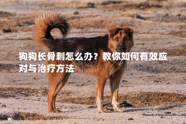 狗狗长骨刺怎么办？教你如何有效应对与治疗方法
