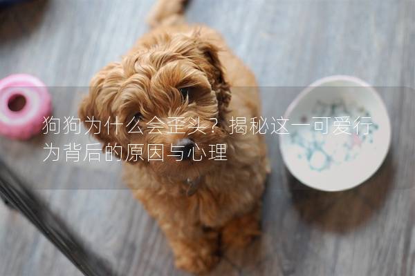 狗狗为什么会歪头？揭秘这一可爱行为背后的原因与心理