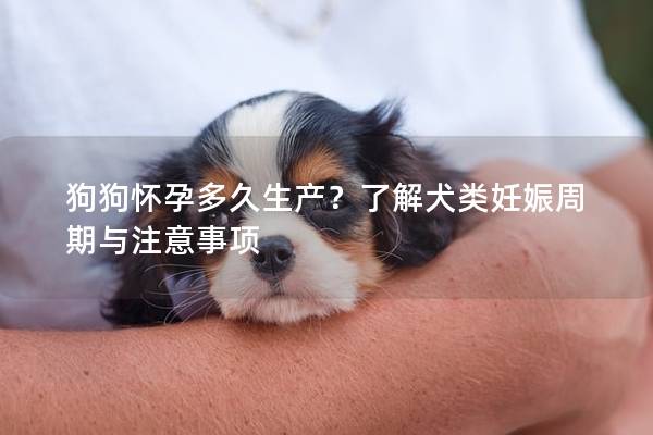 狗狗怀孕多久生产？了解犬类妊娠周期与注意事项
