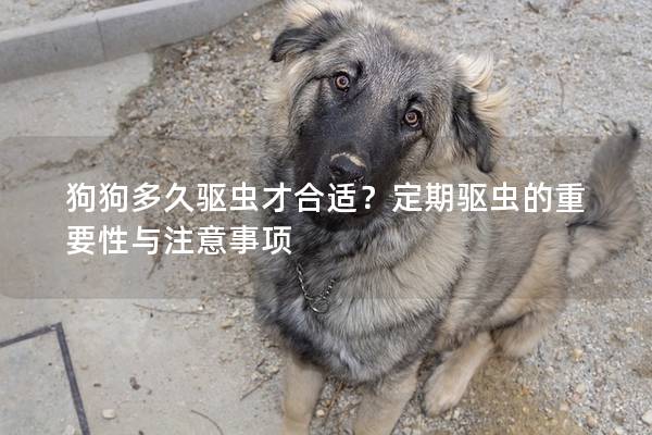 狗狗多久驱虫才合适？定期驱虫的重要性与注意事项
