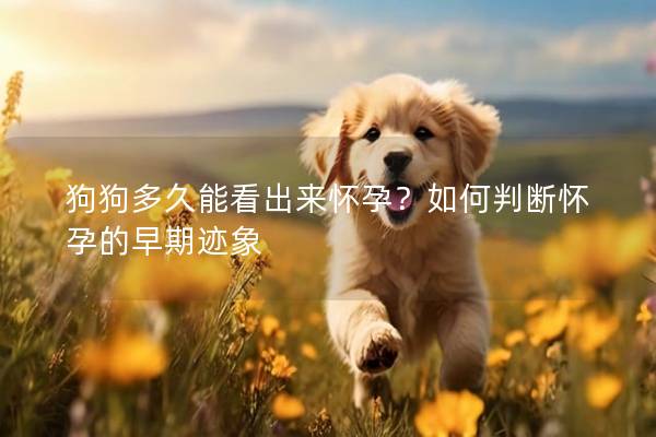 狗狗多久能看出来怀孕？如何判断怀孕的早期迹象
